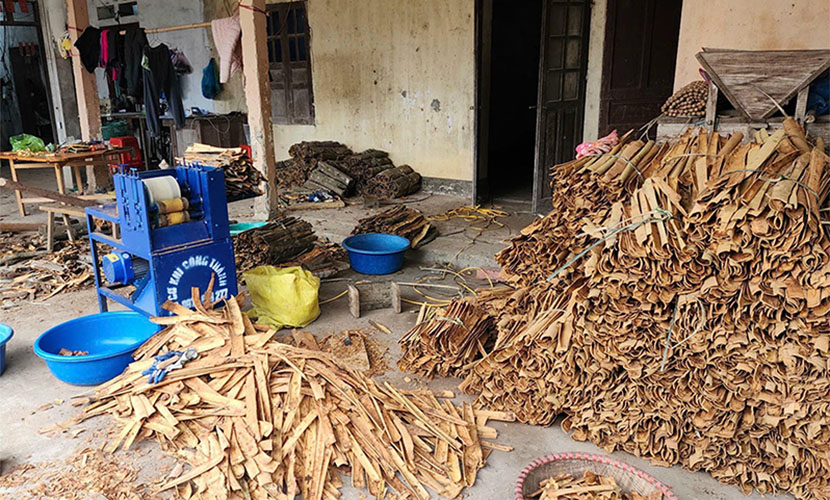 A packing house of Saigon's cinnamon in Binh Lieu District