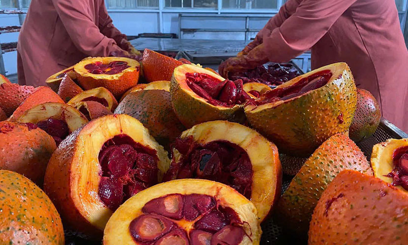 Frozen gac factory in Vietnam