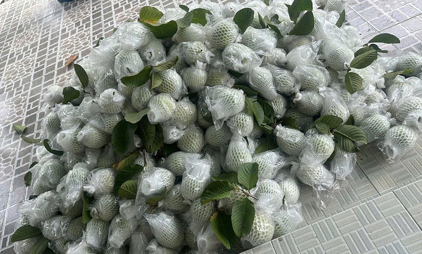 Vietnamese guava materials