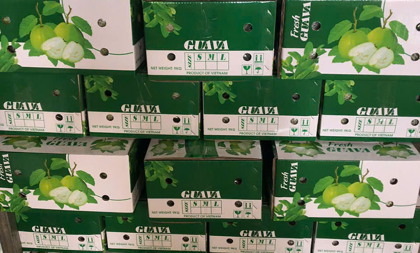 Vietnamese guava on pallets
