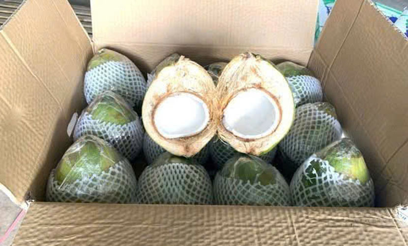 Fresh coconut from Vietnam