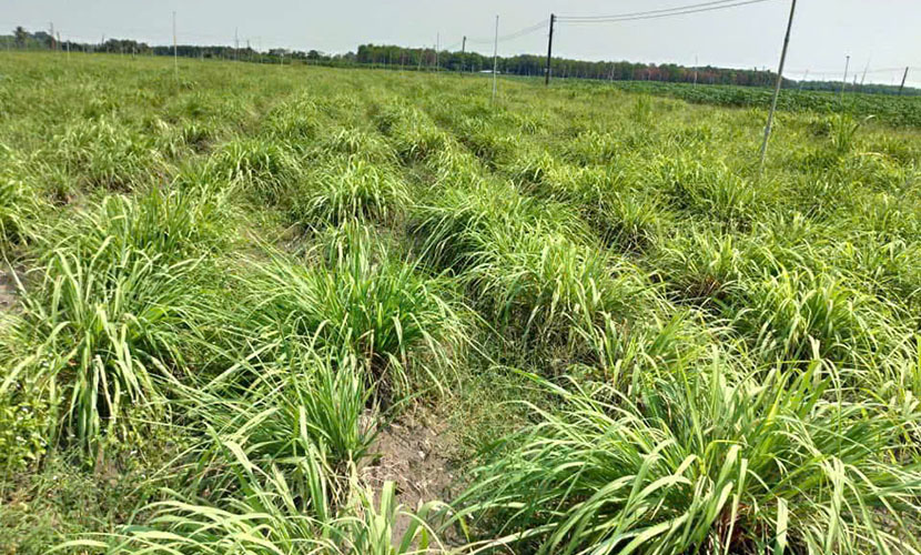 Lemongrass farm from Vietnam