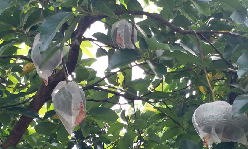 Vietnamese avocado trees