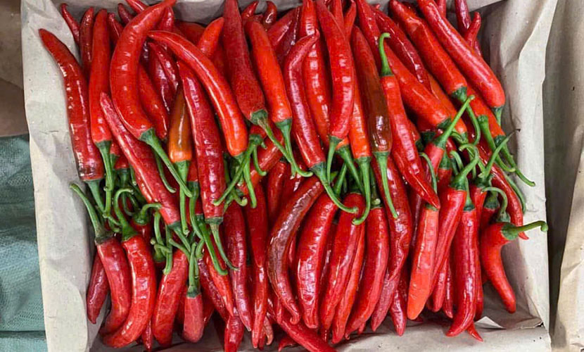 Big chili from Vietnam