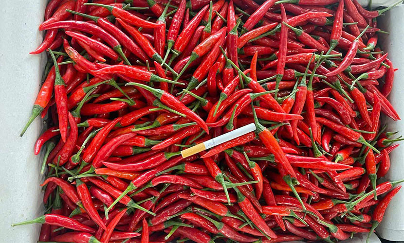 Small chili from Vietnam
