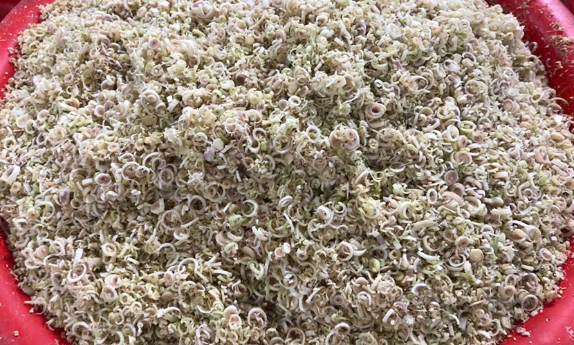 Lemongrass cut from Vietnam