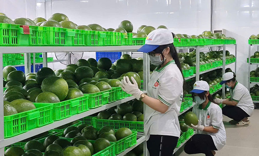 Vietnamese pomelo exports