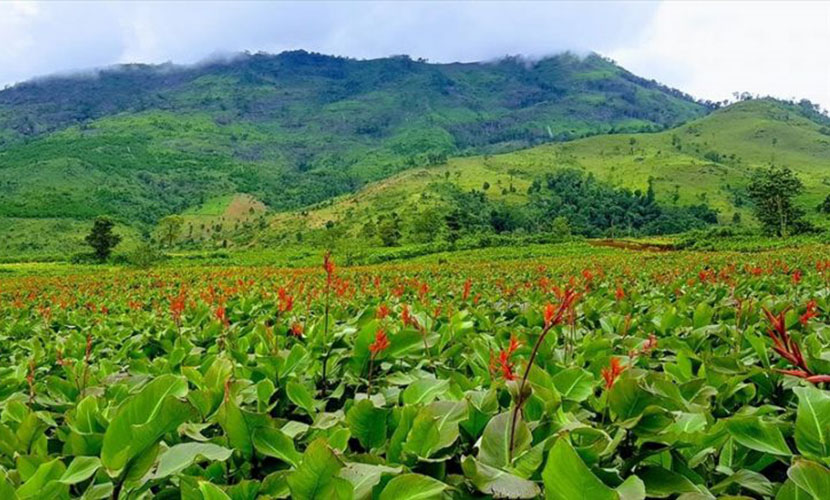 Binh Lieu canna field