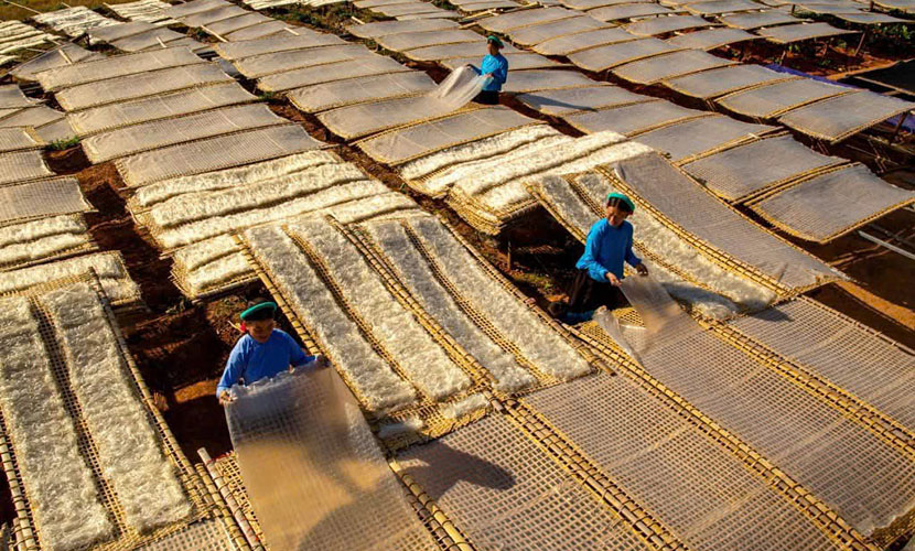 Binh Lieu glass noodle facility