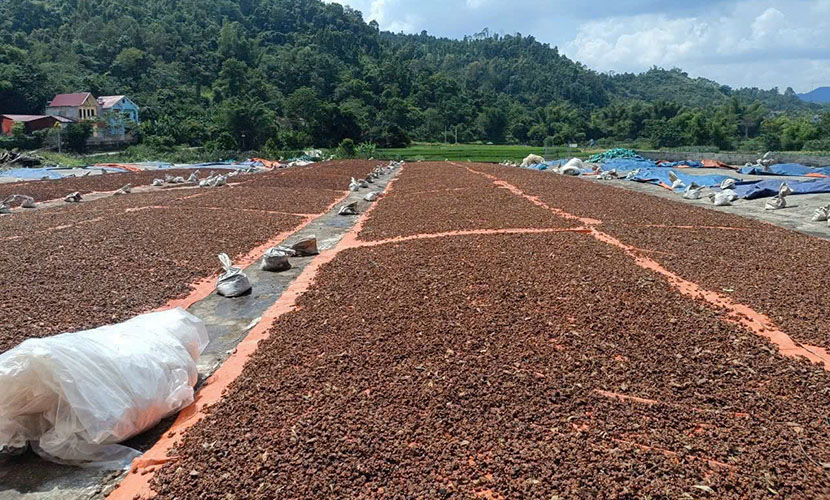 Drying Binh Lieu star anise