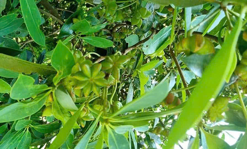 Binh Lieu star anise forest