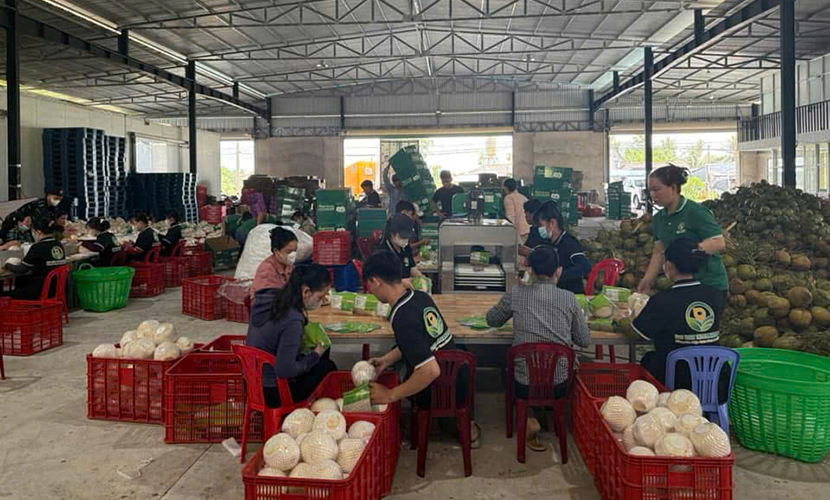 Coconut packing house in Vietnam