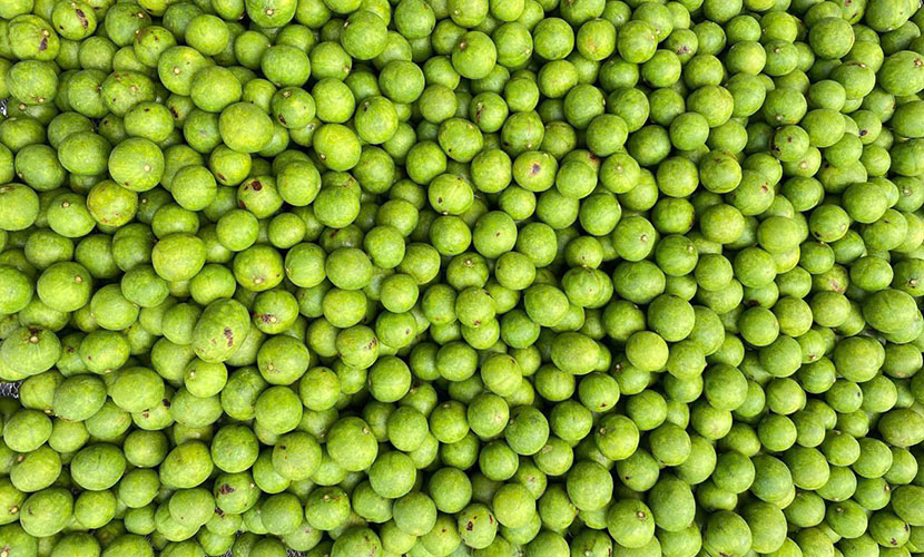 Fresh dracontomelon from Vietnam