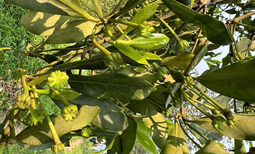 Fresh organic star anise