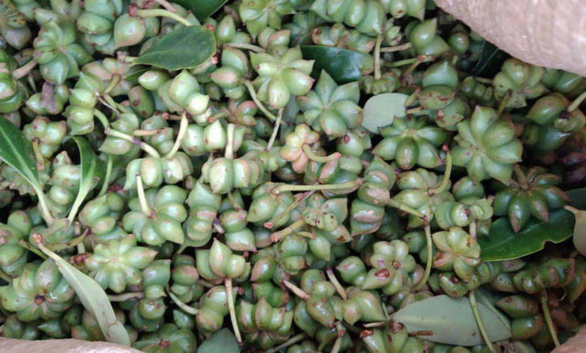 Fresh star anise from Vietnam
