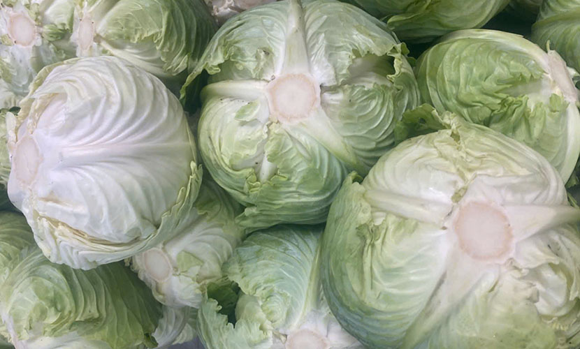 Hai Duong's cabbage