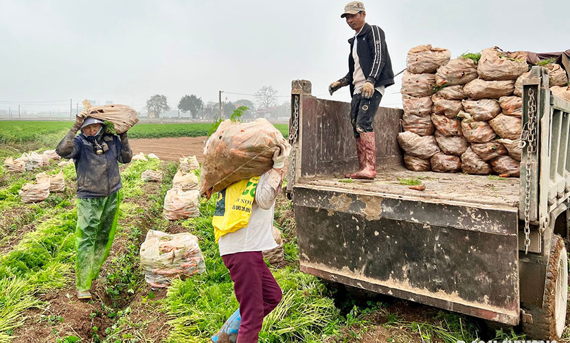 Loading carrot materials