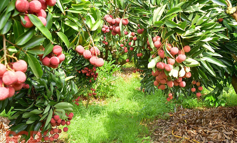 A lychee field in Bac Giang province