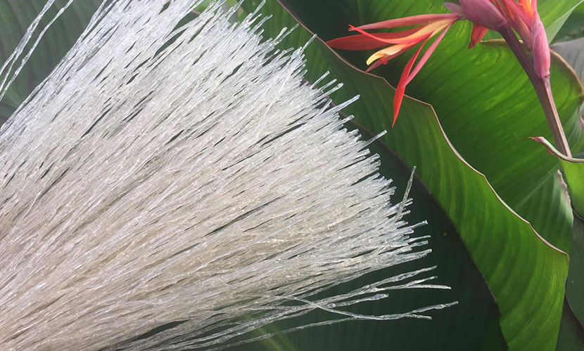 Noodles with canna leaves