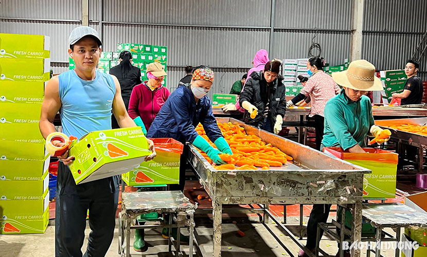 Processing and packaging Vietnam's carrot exports