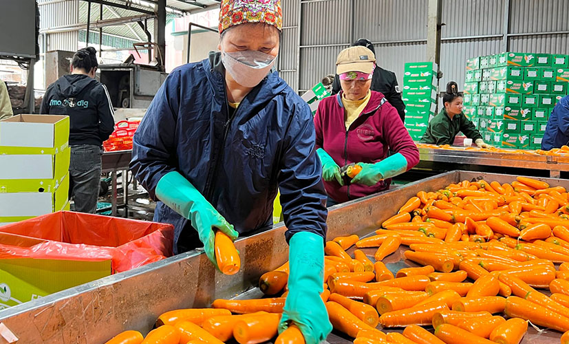 Vietnam's carrot exports for Korean market