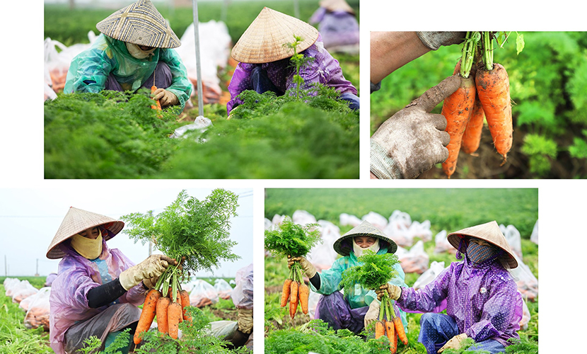 Local farmers are harvesting fresh carrots
