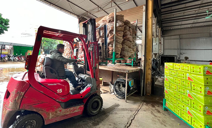 A carrot packing house in Duc Chinh commune