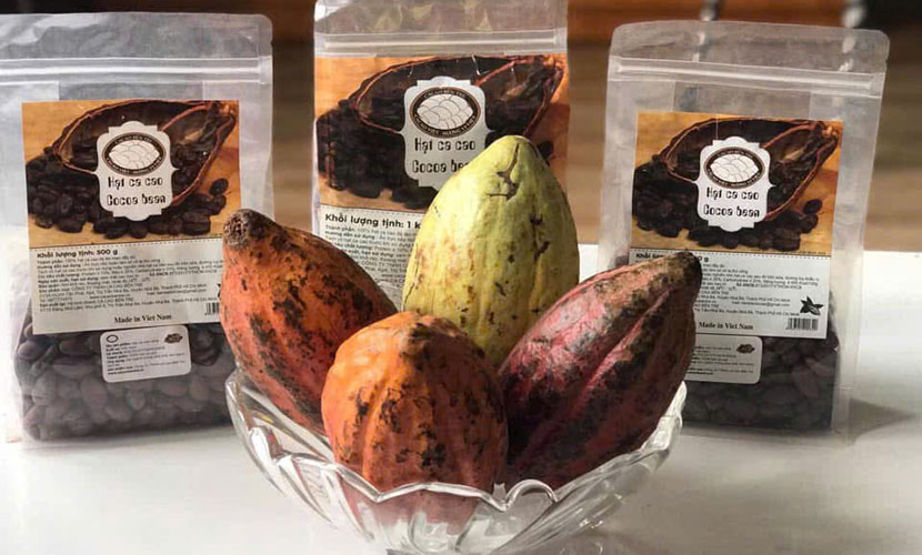 Fresh cocoa from Vietnam