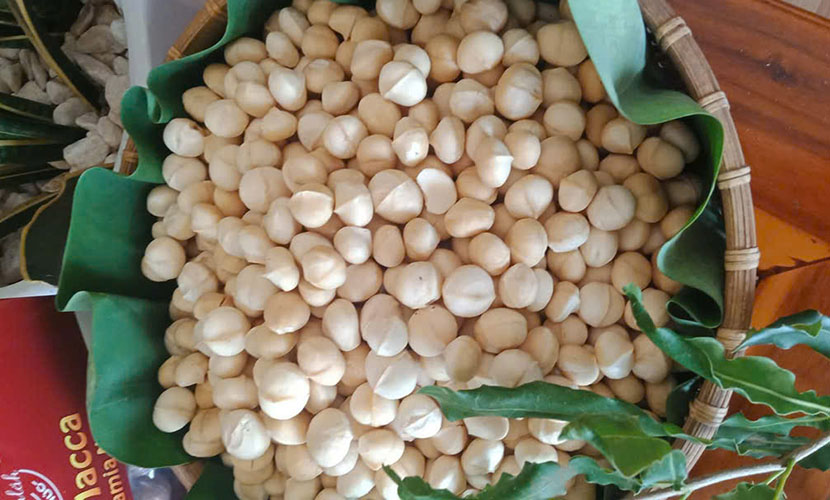 Vietnamese macadamia without skin