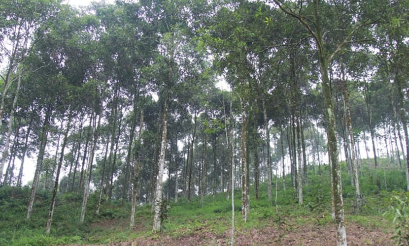 Vietnam's organic cassia forest