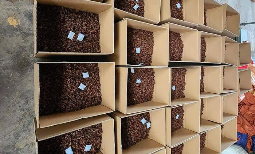 Vietnam's organic star anise boxes