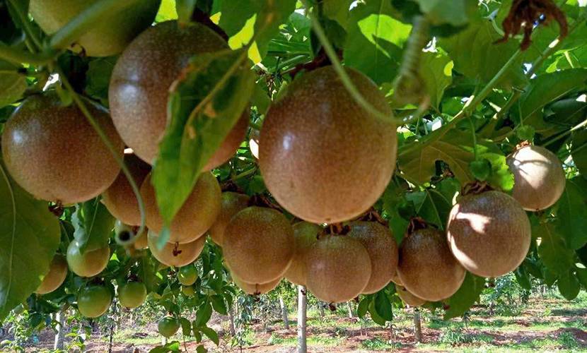 A passion fruit farm in Lai Chau province