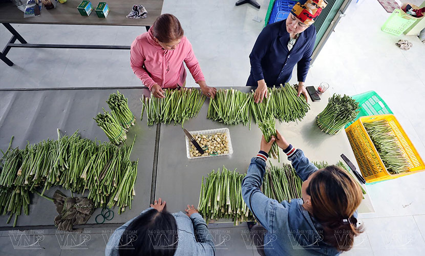 Vietnamese asparagus factory