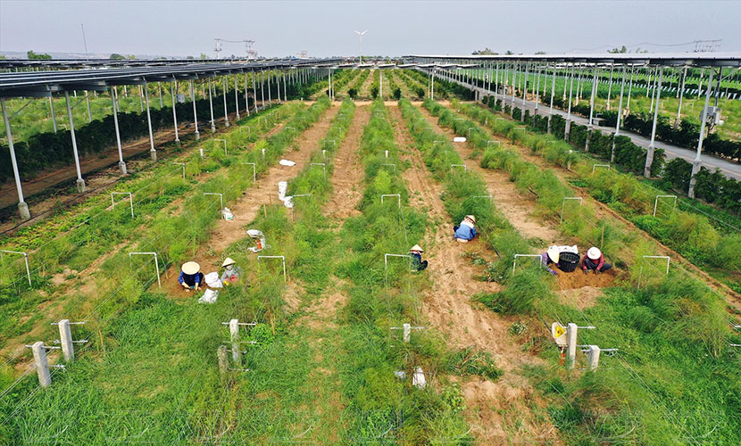 Vietnamese asparagus farm