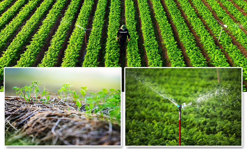 Farmers care carrots in the field