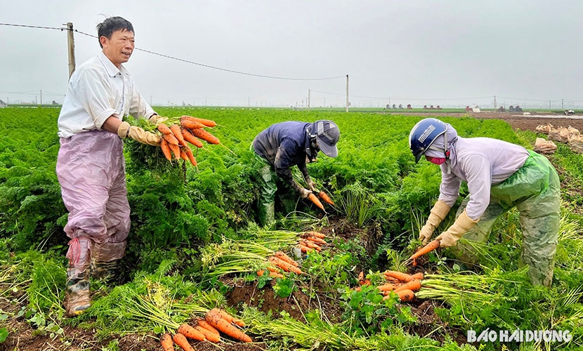 Harvesting fresh carrots