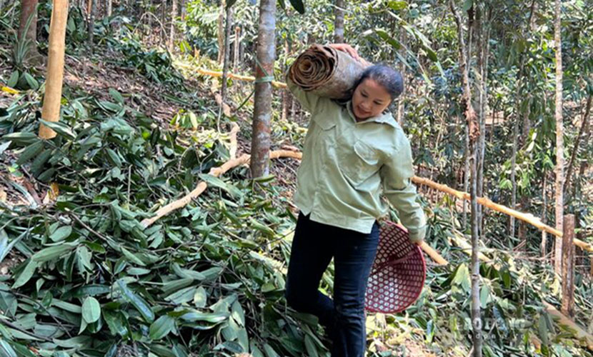 Vietnamese cinnamon incense sticks