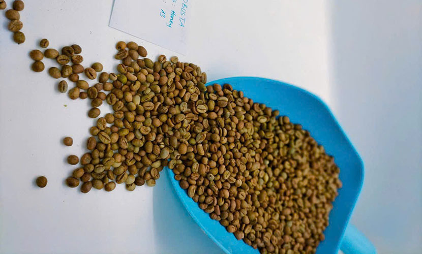 Rubusta coffee from Vietnam