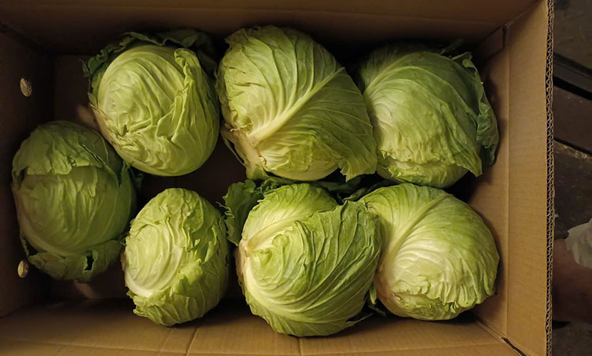Vietnamese fresh cabbage