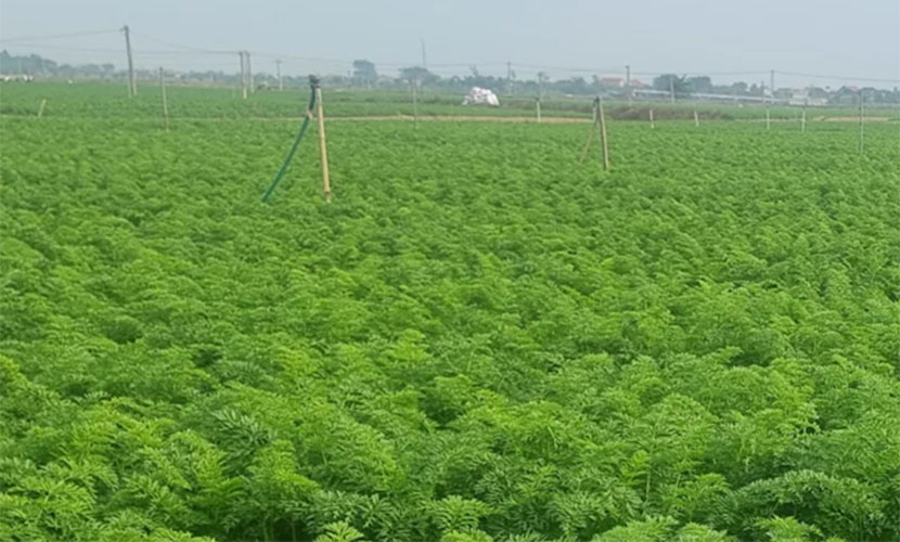 A field of fresh carrot in Vietnam