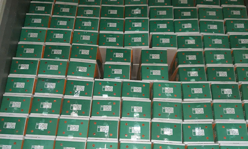 Loading Vietnamese fresh carrot