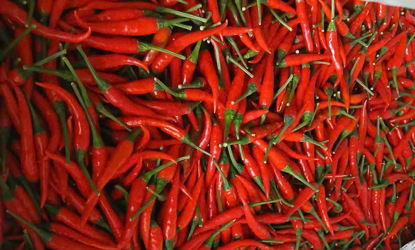 Fresh chili from Vietnam