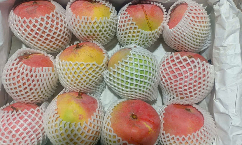 Fresh mangoes from Vietnam