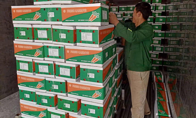 Vietnamese high-quality carrot boxes