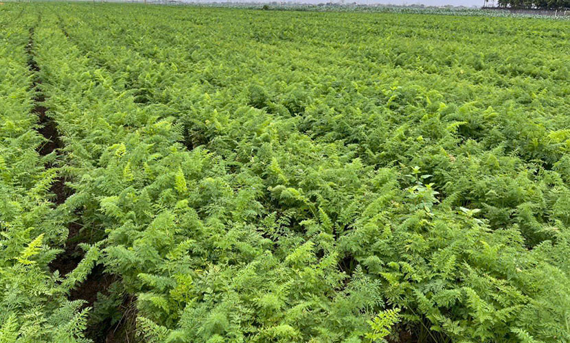 Vietnamese high-quality carrot farm