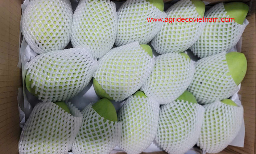 Fresh mango from Vietnam