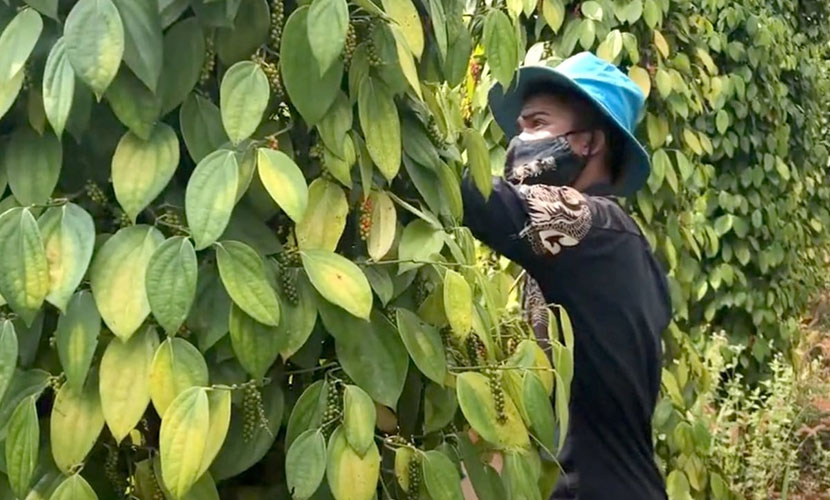 Pepper farm in Vietnam