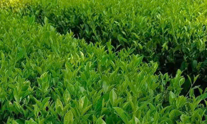 Vietnamese tea farm