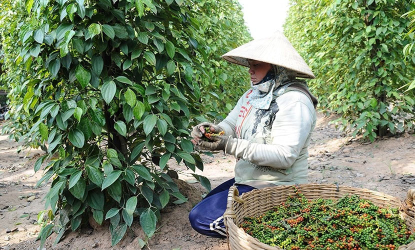 Vietnam's pepper exports
