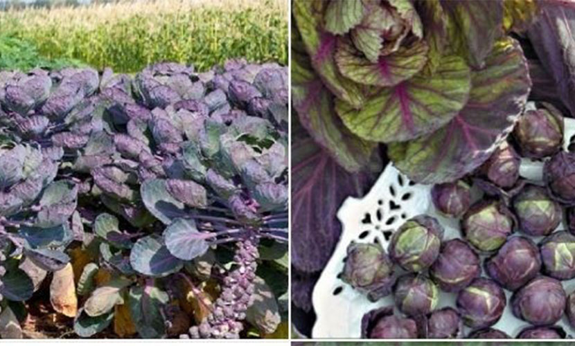 Violet small cabbage from Vietnam